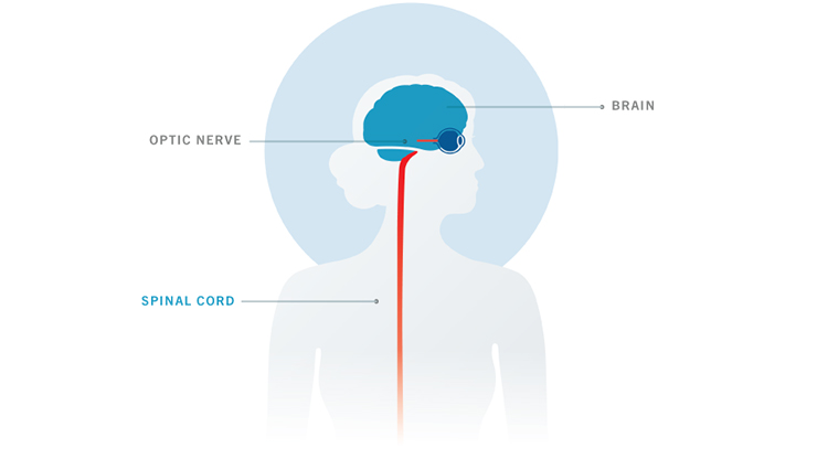 星形胶质细胞在视神经中发现，脑和脊髓