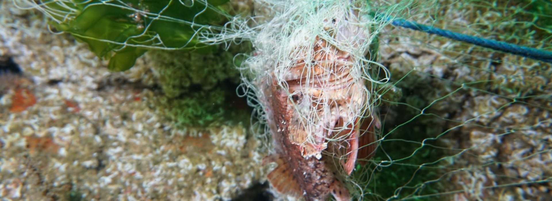珊瑚礁捕获了鬼网